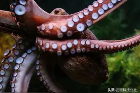 研究人员最终弄清楚，章鱼是如何用手臂品尝食物的图片