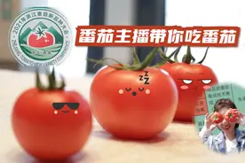 番茄打擂哪家强，美女主播探营番茄新品种大会有新发现图片