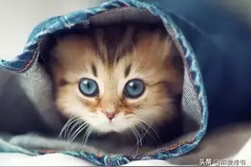 小说：我的前世是只猫图片