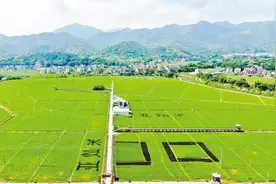 献礼百年华诞​ | 泗纶镇：党建引领特色产业发展促进乡村振兴图片