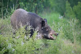 在农村的山上看到一头刚死了的野猪，是捡还是不捡？视频封面