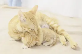 猫妈突然对小猫又咬又踢，主人看傻了：这是喵星人的教育方式？视频封面