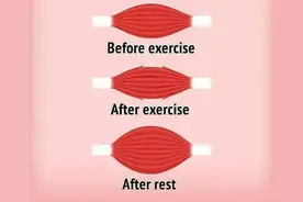 肌肉是怎么生长的？一文告诉你：如何练出肌肉身材？图片