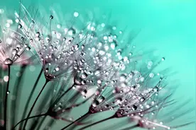 风中的蒲公英图片