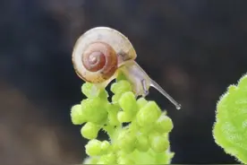 盛夏的果实图片