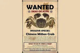 大闸蟹入侵全球，在美国泛滥大肆破坏，要求：抓到后立即冷冻上报图片