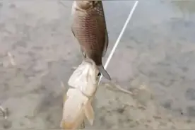 牛年第一钓，大鲫大鲤开门红图片