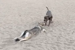 搞笑GIF：一只蹦蹦跳跳的小犀牛图片