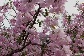 最美落花诗词20首：叹落花如雪，美而伤感图片
