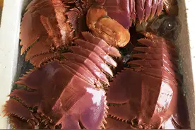 6种长相丑陋，味道却鲜美无比的海鲜，最贵一斤能卖到1500元图片