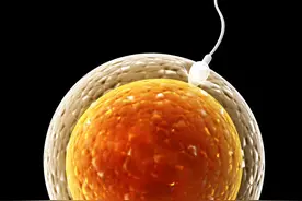 生男生女取决于男人？科学家发现卵子也有选择权，但结果仍随机图片