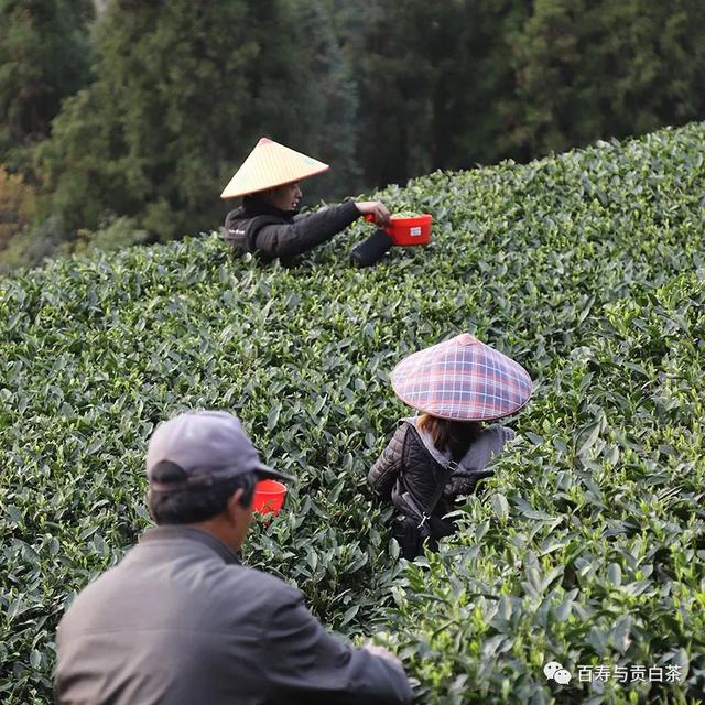 茶叶中的芳香物质，一万字详细讲解，带您走进茶香世界