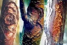 苹果树发生枯枝是什么病？很有可能就是腐烂病！多观察早发现图片
