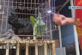 《禁卖通告》旁边卖活禽，究竟谁在开玩笑？图片