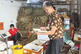 阳西：秋风起 螃蟹肥图片