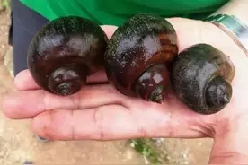 广东人怎么还敢吃田螺？显微镜放大1000倍，你还敢吃吗？图片