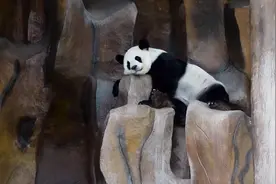 建议收藏 10大高分儿童纪录片盘点（按年龄推荐）图片