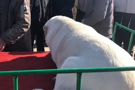 山东：一只狗狗配种要2000，贵的原因竟是狗狗太胖了，配种费力气图片