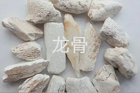 中药古今研究：龙骨图片