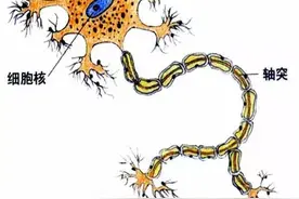 基本组织—神经组织知识分享图片