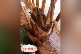 中华草药之金毛狗脊图片