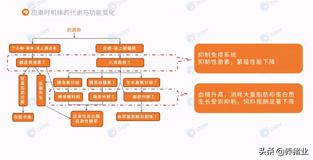 李曼大会听课笔记连载（二）（母猪营养、生长速度、应激、无抗）