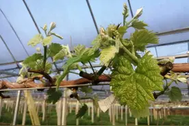 葡萄补钙正当时，钙对葡萄来说是“大量元素”图片