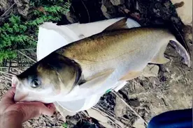 河道中鲢鳙泛滥？钓友驱车爆护而归，回家后却被骂：根本不能吃图片