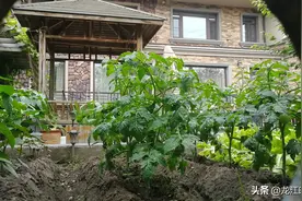 价值数百万的高档别墅院变成了菜园子，生菜、柿子、玉米应有尽有图片