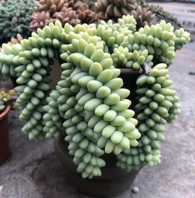 多肉植物出水了(多肉植物图片大全大图)-措必培