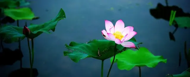 50种花卉配50首古诗，花有清香，诗有音韵，让人陶醉