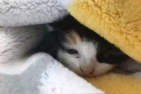 小猫躲在花圃里发抖，大叔看着可怜便收养了，几个月后称捡到宝了图片