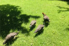 云南工商学院2只老母鸡孵出8只蓝孔雀图片