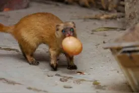 在农村碰到这三种动物闯入家中，既不能打也不能赶，这是为什么呢图片