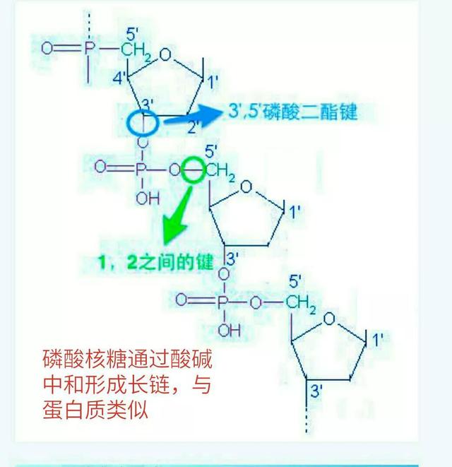 《宇宙的秘密全部揭开（二十四）分子生物学》