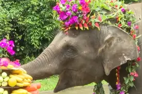 小象“羊妞”六岁啦图片