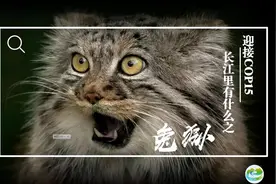 迎接COP15，保护生物多样性丨长江里有什么之“猫中鳌拜”兔狲图片
