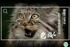 迎接COP15，保护生物多样性丨长江里有什么之“猫中鳌拜”兔狲图片