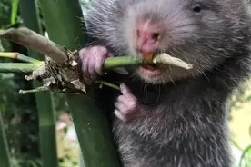 广西“禁野”以后，竹鼠回归竹林，农村竹林破坏严重图片