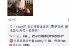 小百宠聊窝咳图片