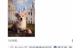 小百宠聊窝咳图片