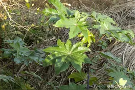种子含剧毒，曾被当油料作物，如今沦为野生，却常年依靠进口图片