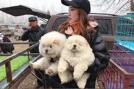 不要再迷恋纯种犬了！串串这几个优点，纯种犬根本比不上！图片