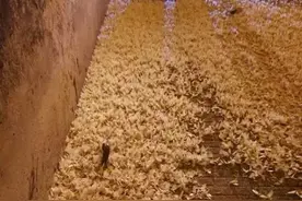 河南邓州突现大量飞蛾！密密麻麻，如雪片乱飞，是天气要突变了吗图片