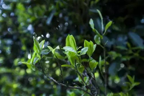 红茶研究院丨鲜叶篇：蛋白质和氨基酸