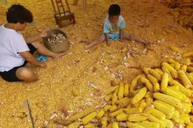 大量的进口粮食充斥着国内市场，而农民却打工去了，正常吗？图片