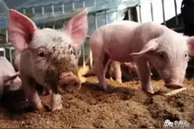 猪腹泻病病因与综合防治图片