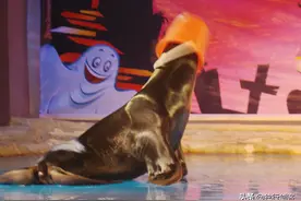 海 狮 表 演图片
