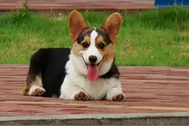 盘点小短腿柯基犬，据说一直是英国皇室宠物，深受人们喜爱图片