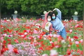 虞美人花海等你来 | 图集图片